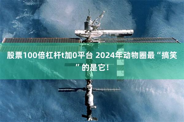 股票100倍杠杆t加0平台 2024年动物圈最“搞笑”的是它！